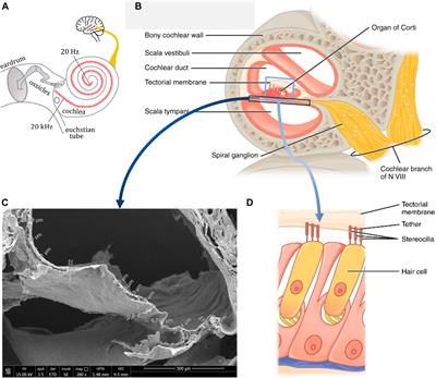New perspectives for piezoelectric material-based cochlear implants: getting to nano